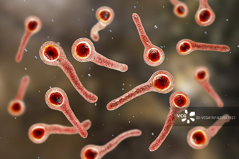 破伤风杆菌示意图图片素材