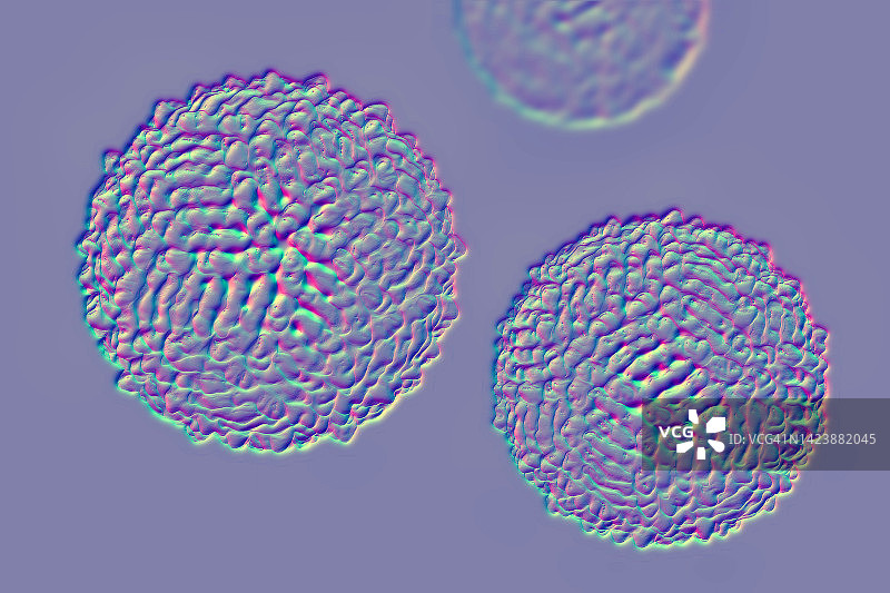 西尼罗河病毒颗粒插图图片素材