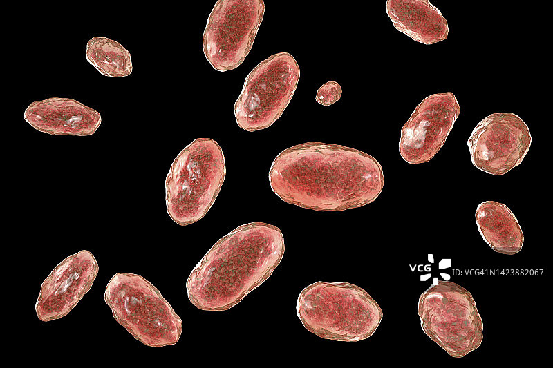 小肠结肠炎耶尔森菌图示图片素材