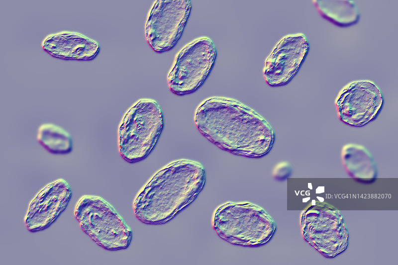 小肠结肠炎耶尔森菌图示图片素材