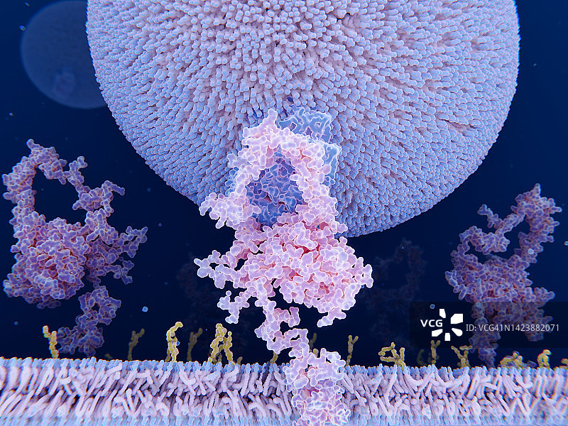 LDL粒子与受体结合示意图图片素材