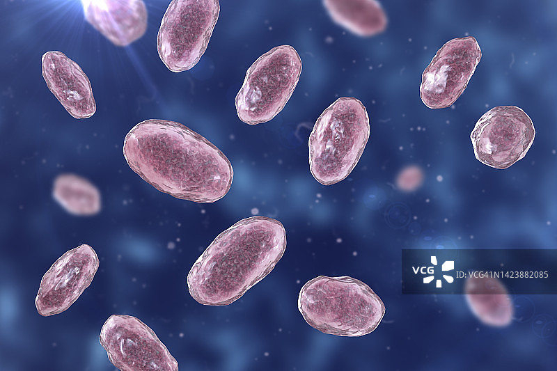 小肠结肠炎耶尔森菌图示图片素材