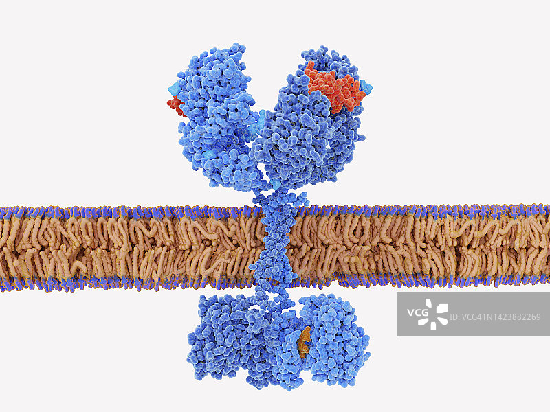 表皮生长因子与受体复合物插图图片素材