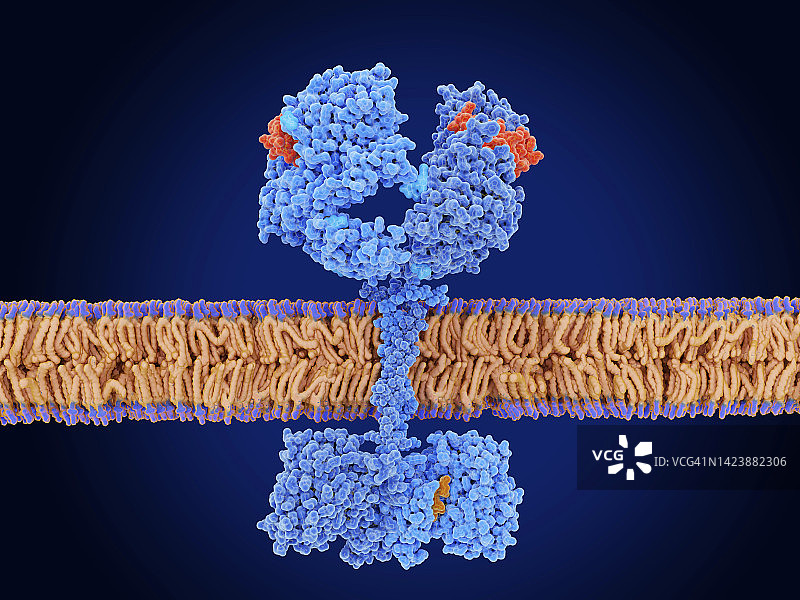 表皮生长因子与受体复合物插图图片素材