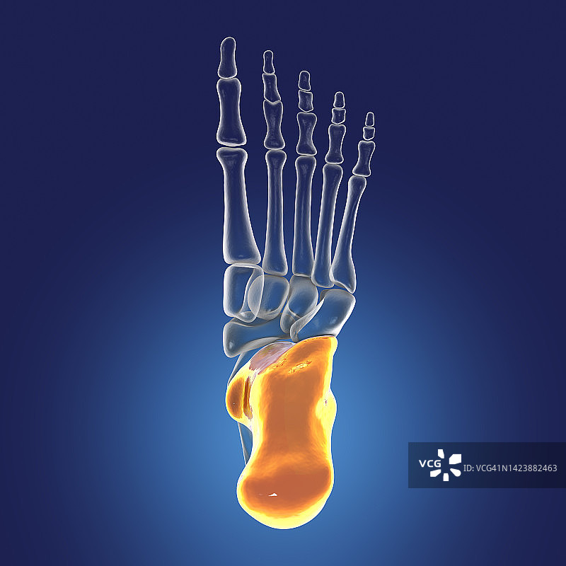 跟骨骨骼插画图片素材