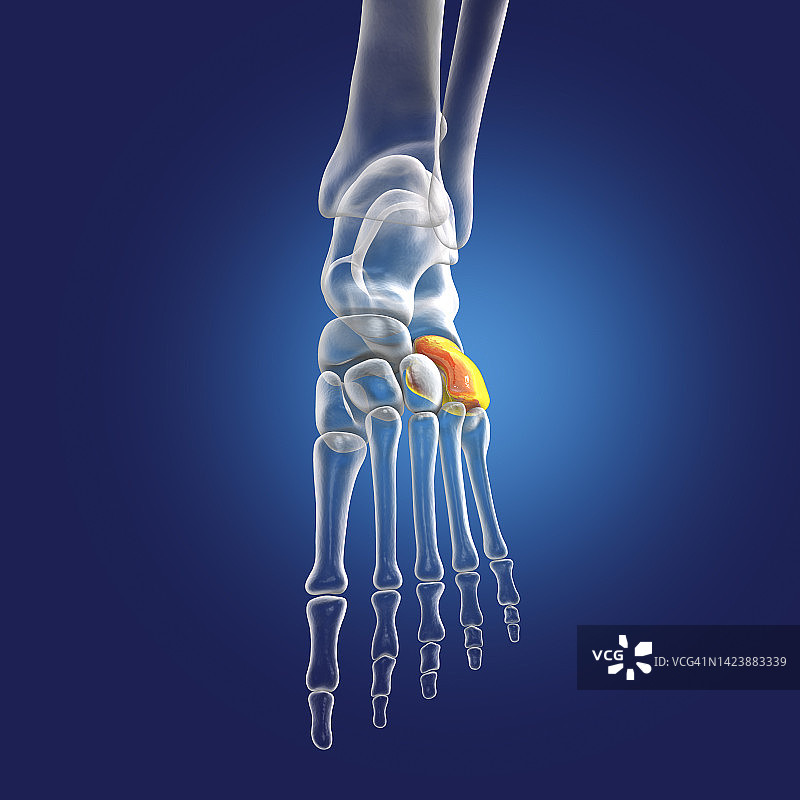 骰骨插图图片素材