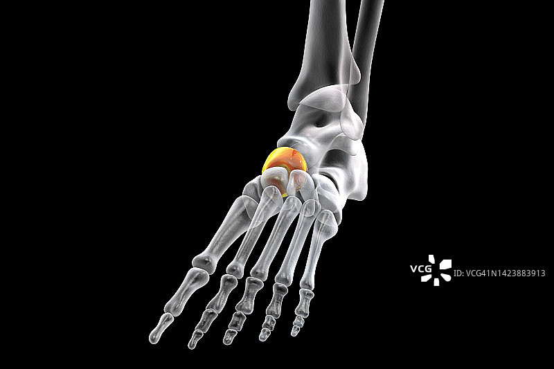 足舟骨示意图图片素材