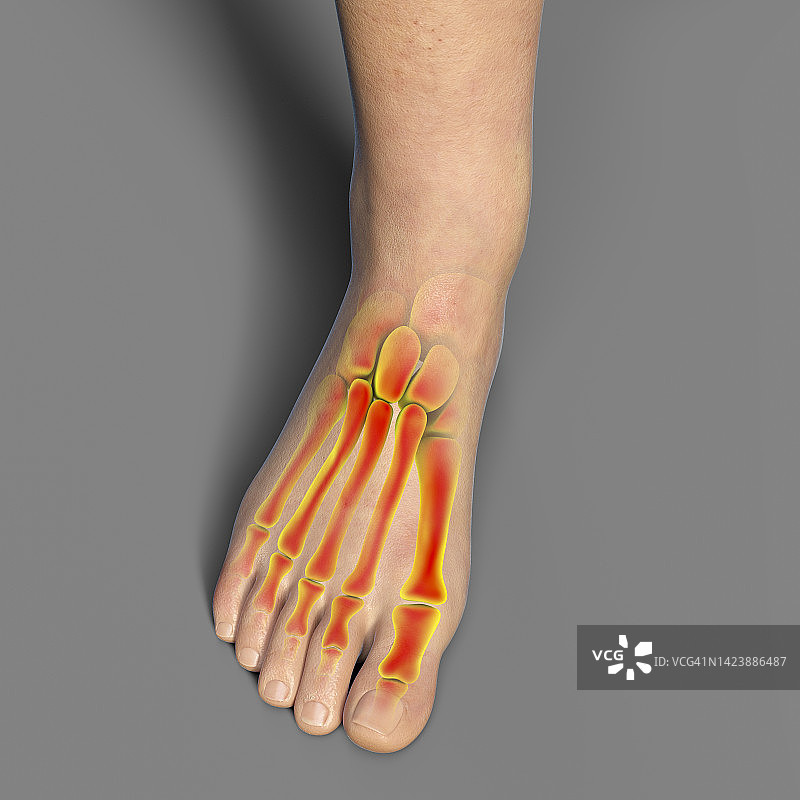 足部骨骼插图图片素材