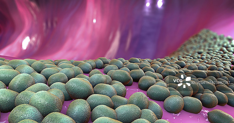 肠道菌群插图图片素材