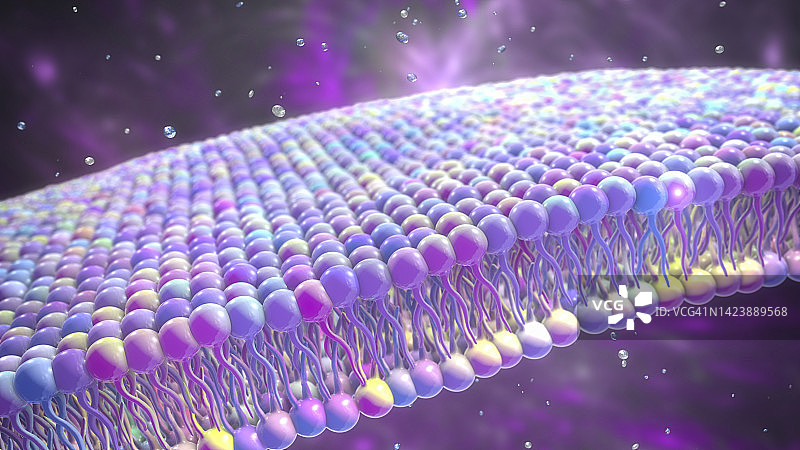 细胞膜脂质双层结构图图片素材