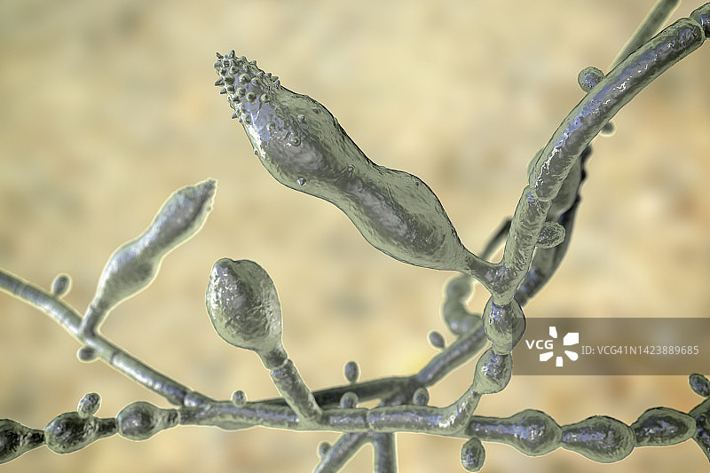 奥杜安小孢子菌插图图片素材