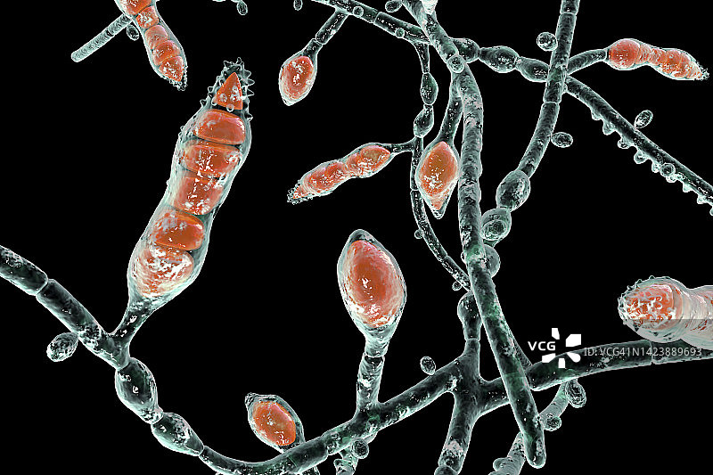 奥杜安小孢子菌插图图片素材