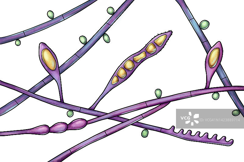 奥杜安小孢子菌插图图片素材