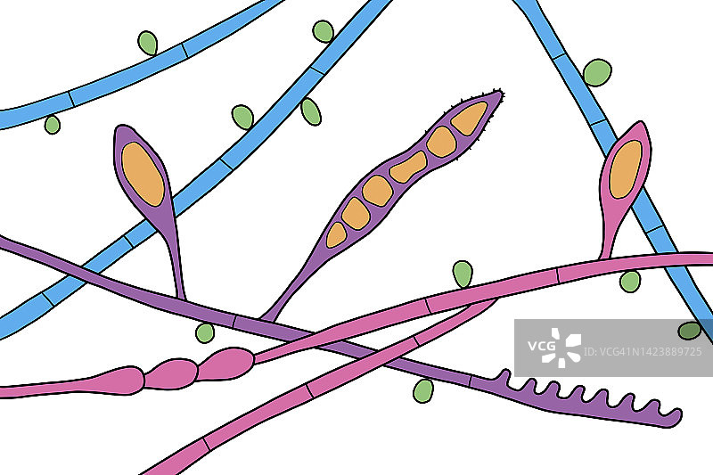 奥杜安小孢子菌插图图片素材