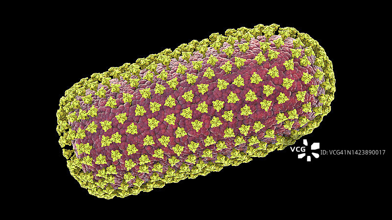 狂犬病病毒插图图片素材