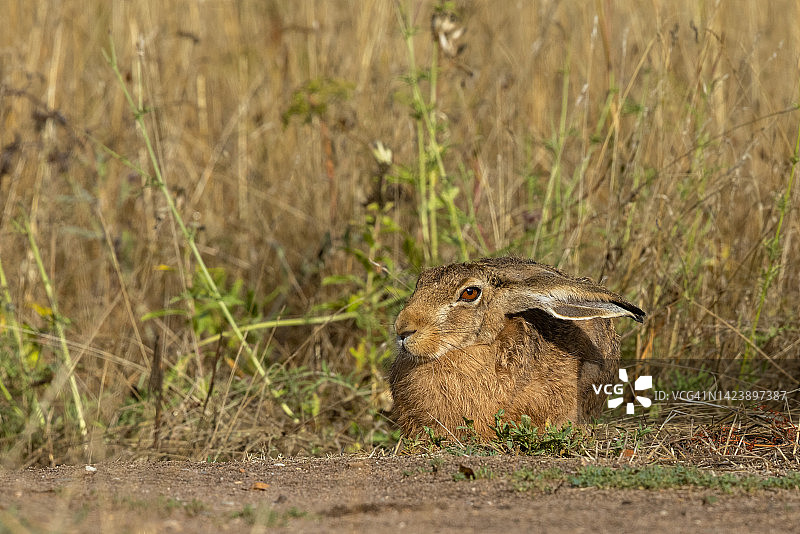 欧洲野兔图片素材