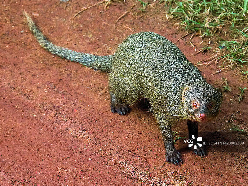 印度灰獴图片素材