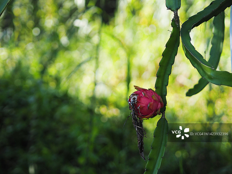 火龙果图片素材