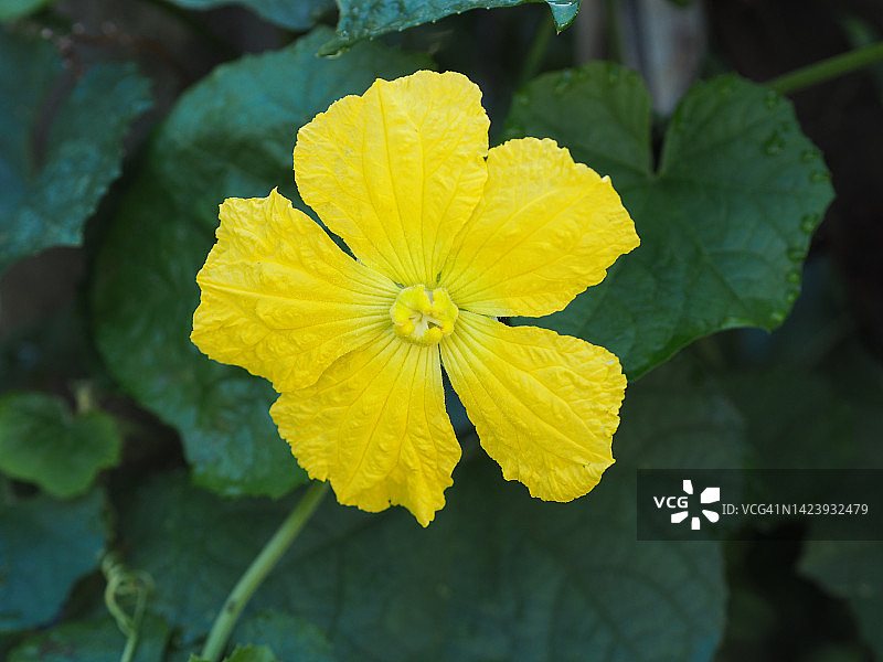 丝瓜花：葫芦科绿色蔬菜图片素材
