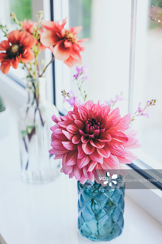 花园里新鲜采摘的科拉丽特大丽花和装饰性大丽花图片素材