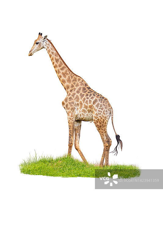 白色背景上的大型长颈鹿图片素材