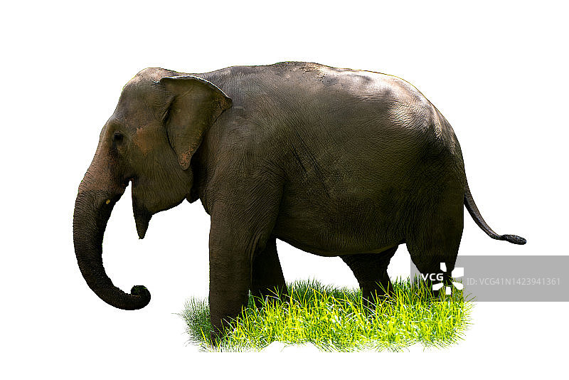 世界野生动植物日：受到人类威胁的野生动物家园（保护野生动物）图片素材