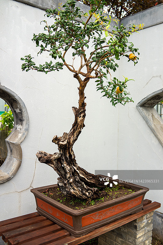 石榴树盆景图片素材