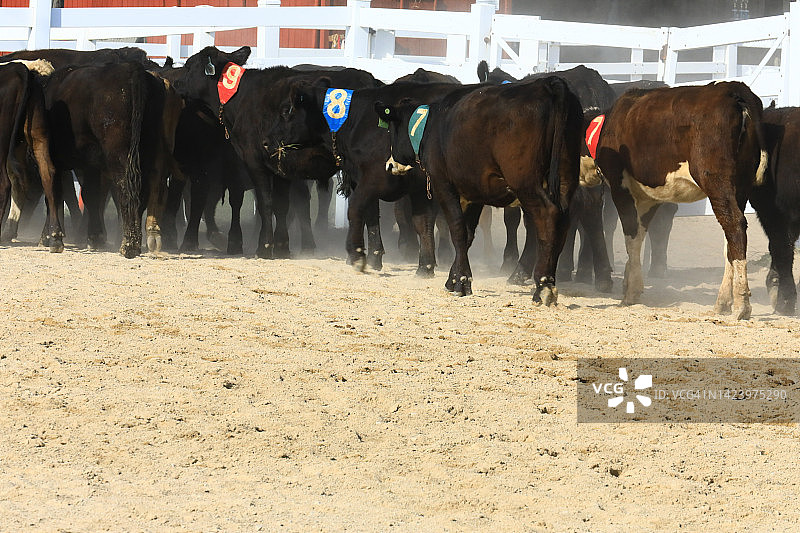 肉牛拍卖图片素材