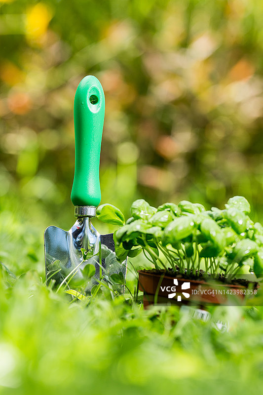 罗勒幼苗图片素材