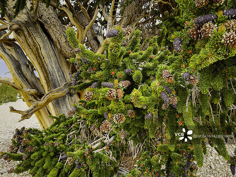 怀特山脉新生长的刺果松球果图片素材