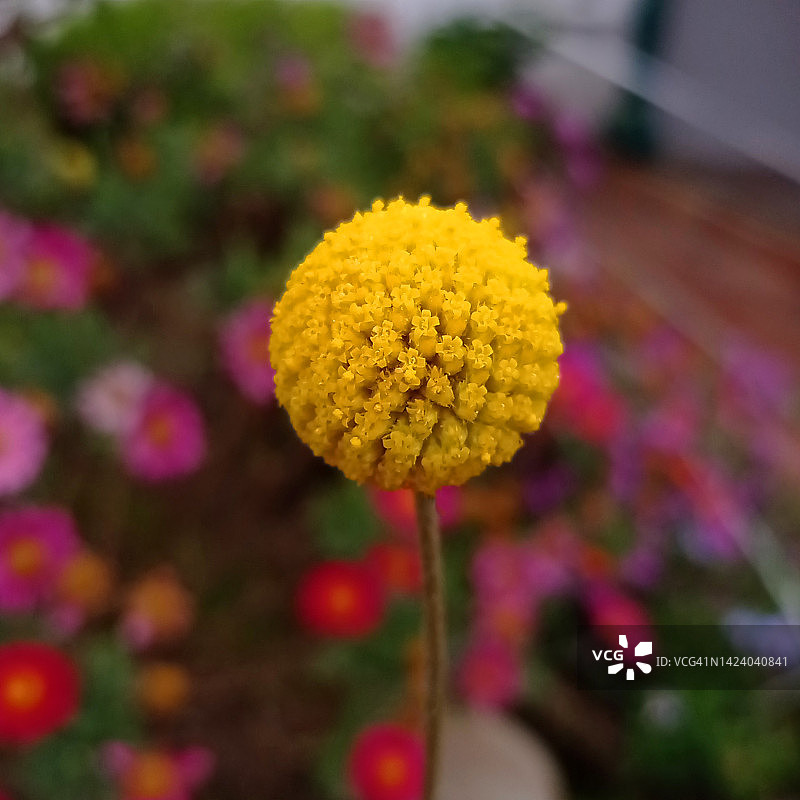 黄色的花图片素材