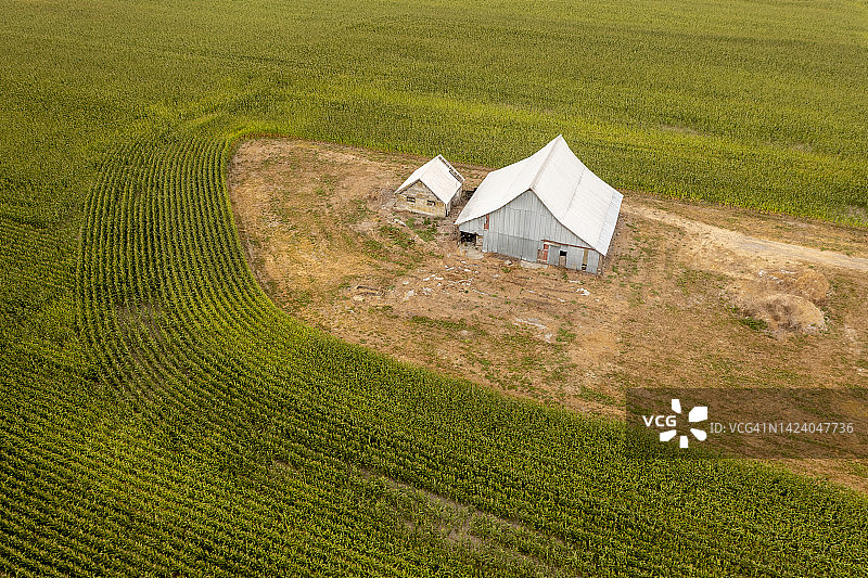 玉米地环绕的古旧废弃木谷仓图片素材