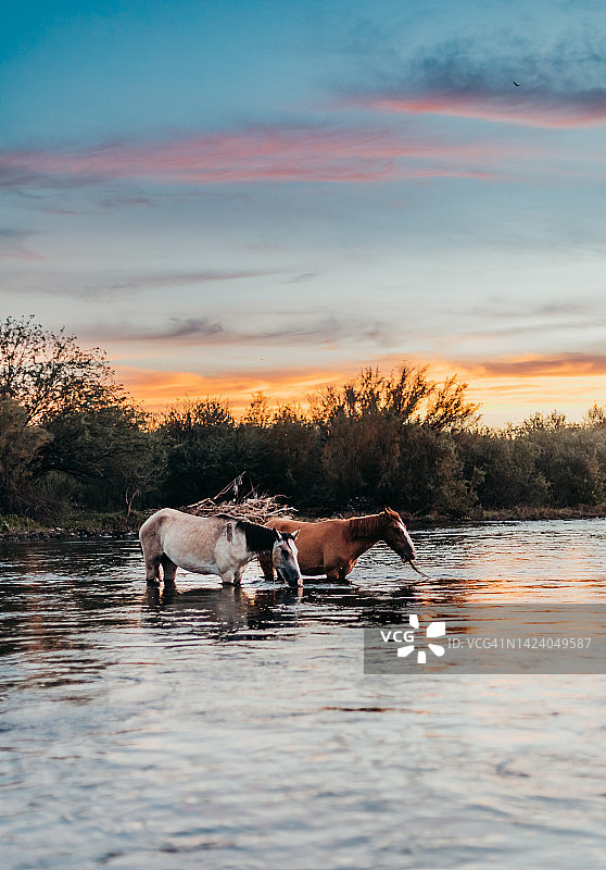 野马日出河边饮水图片素材