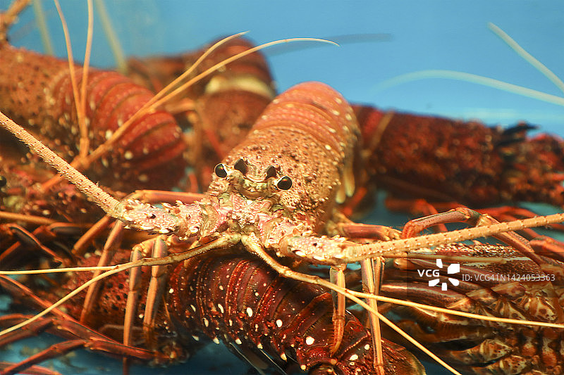 鱼缸里的多刺龙虾图片素材