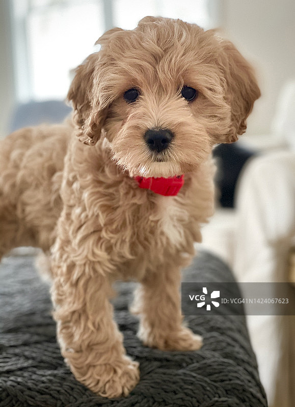 可卡颇犬幼犬图片素材