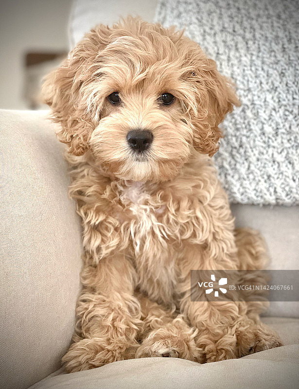 可卡颇犬幼犬图片素材