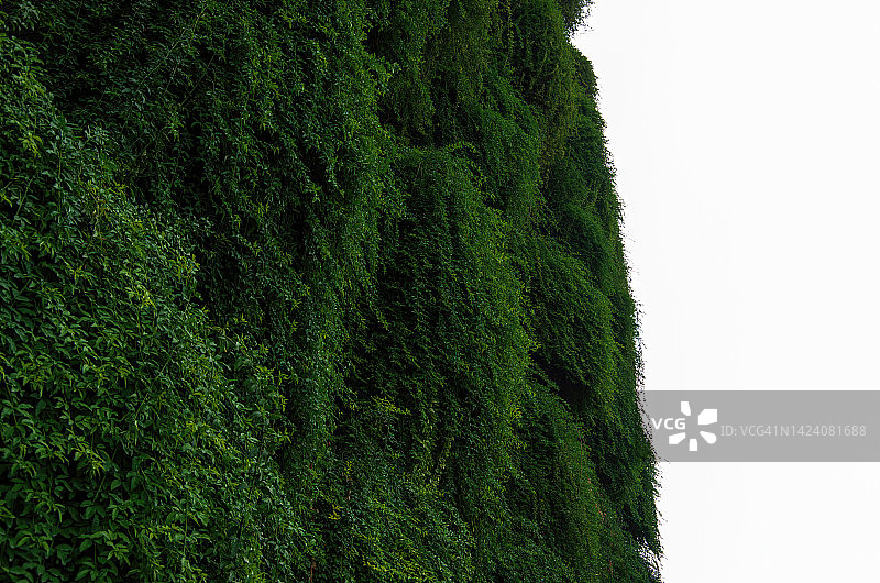 商业建筑外墙上的植物墙图片素材