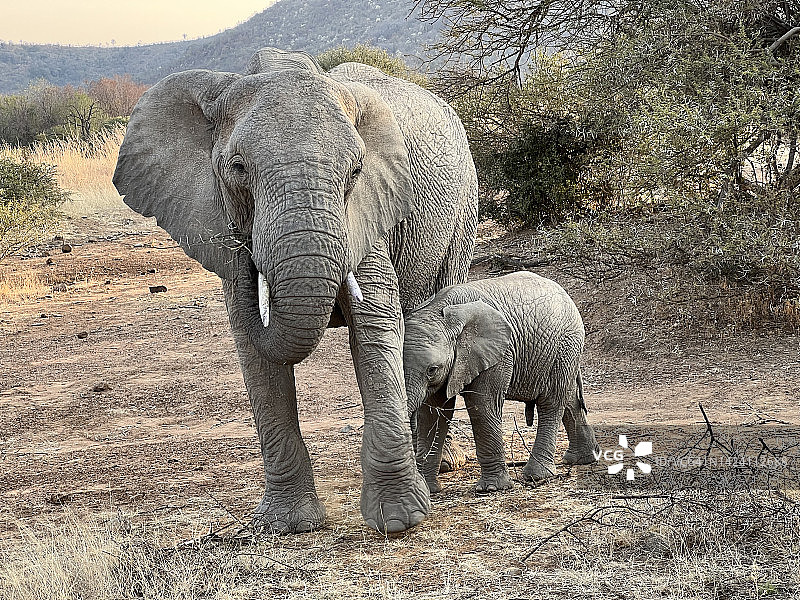 在南非的野生非洲小象和它的母亲图片素材