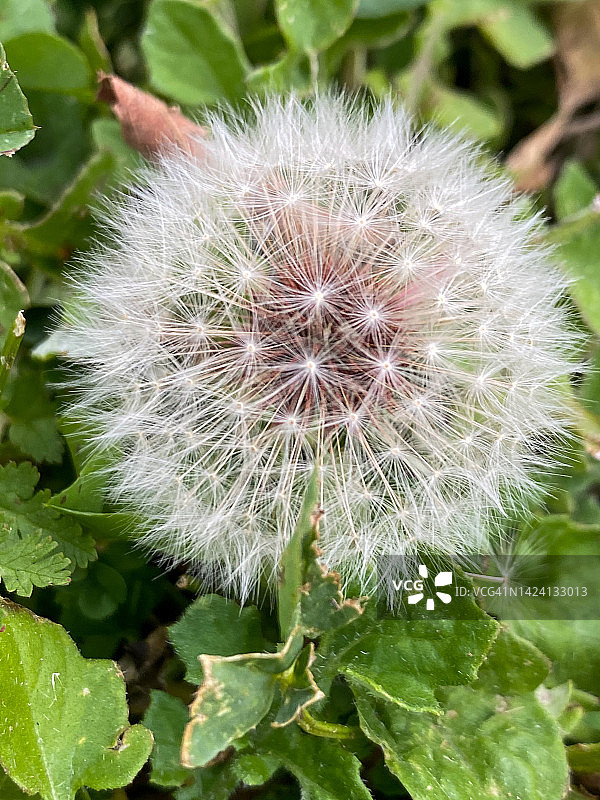 蒲公英图片素材