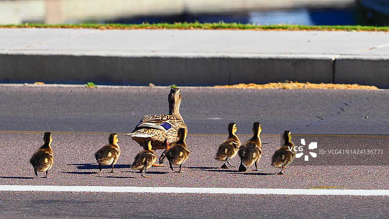 交通管理员图片素材