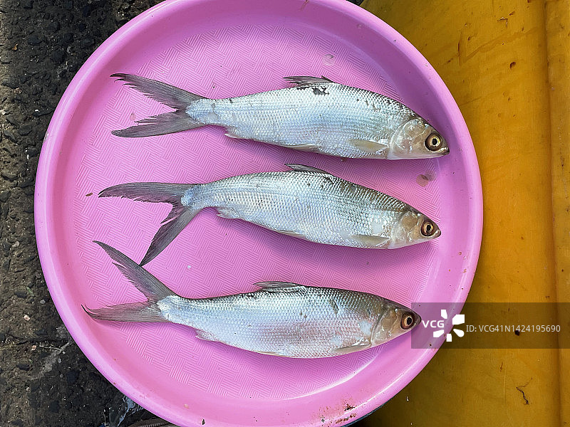 虱目鱼图片素材