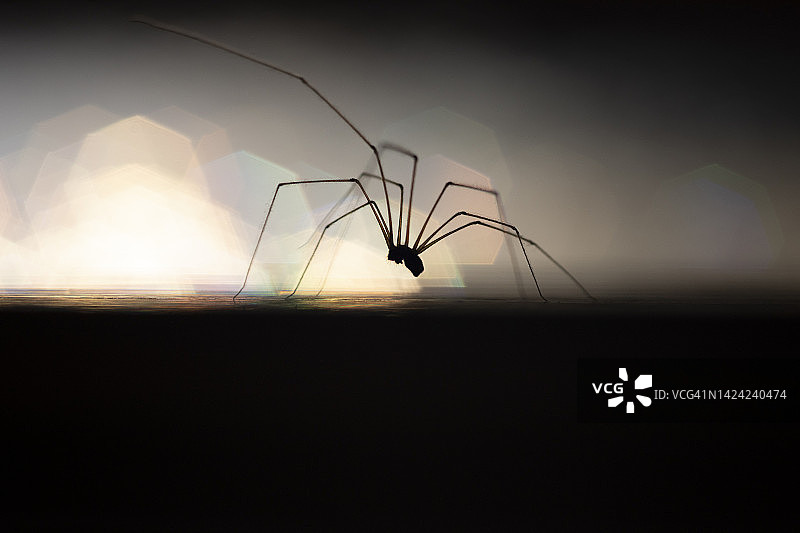 清晨，一只幽灵蜘蛛在窗户的光线下爬过木地板图片素材