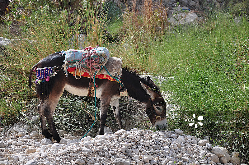 阿曼东部省瓦迪巴尼哈立德的驴之旅图片素材