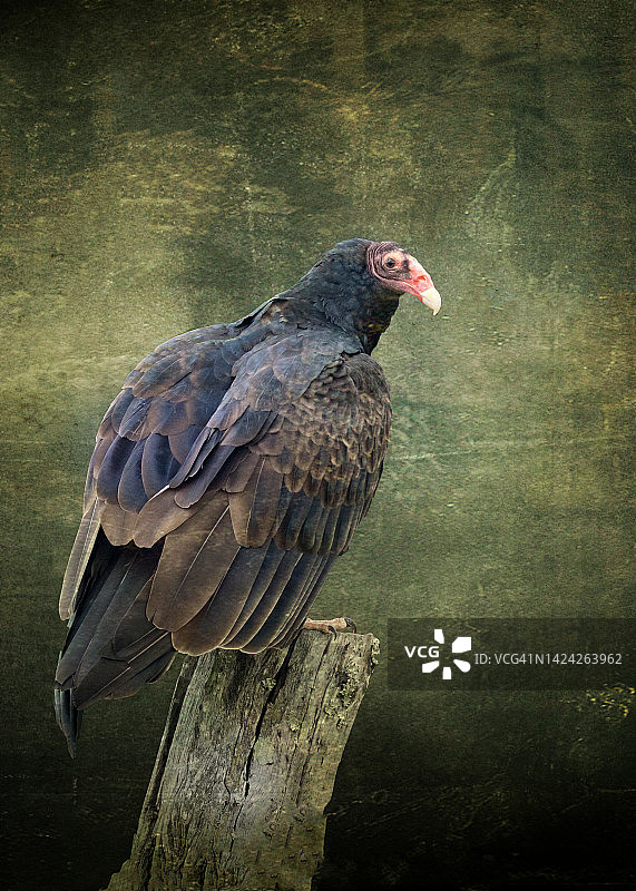 栖息在树枝上的手绘秃鹫图片素材