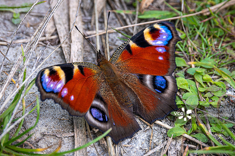 彩色蝴蝶俯视图图片素材