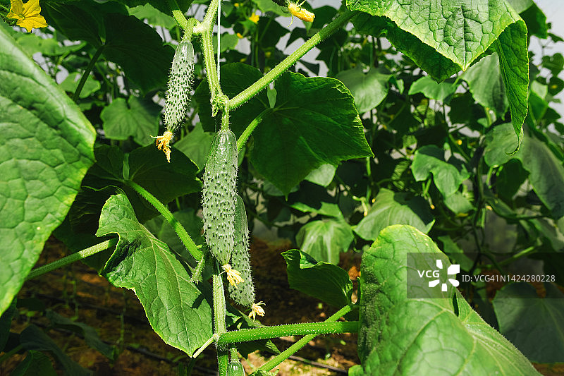 圣诞树在绿色背景上的阴影，新年圣诞节图片素材