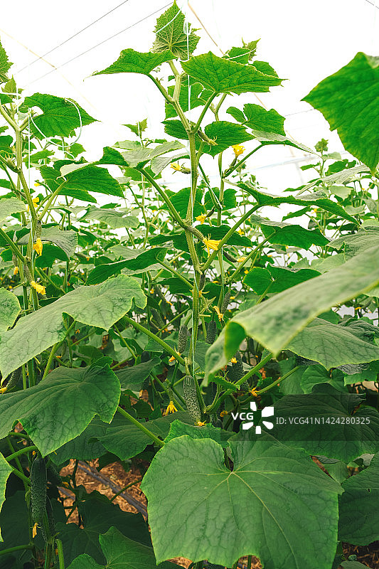 圣诞树在绿色背景上的阴影，新年圣诞节图片素材