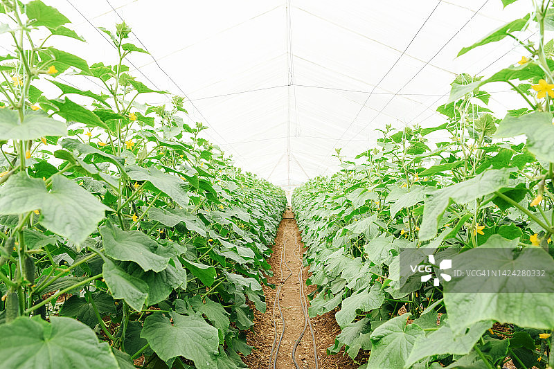 圣诞树在绿色背景上的阴影，新年圣诞节图片素材