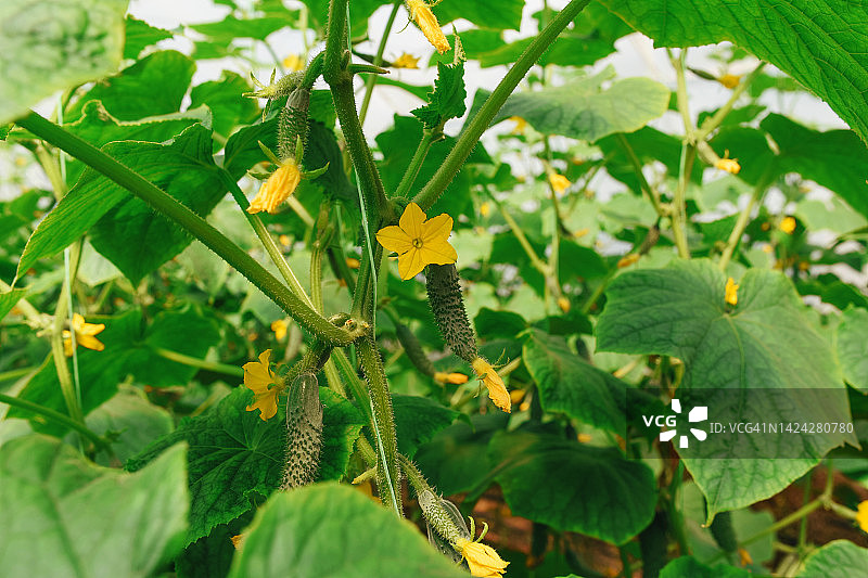 圣诞树在绿色背景上的阴影，新年圣诞节图片素材