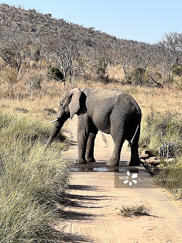 南非野生动物摄影之旅：大象挡路图片素材